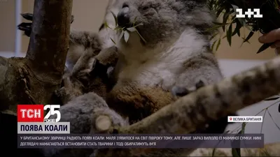 В Австралии коала забралась в дом и залезла на новогоднюю елку - РИА  Новости, 04.12.2020
