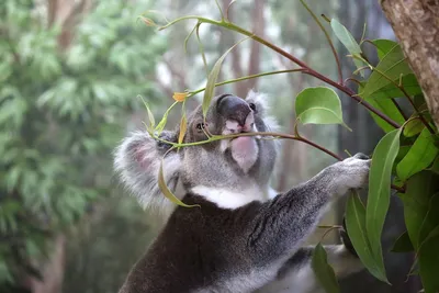 Теперь коалы официально под угрозой исчезновения! Австралия признала их  вымирающим видом | Glamour