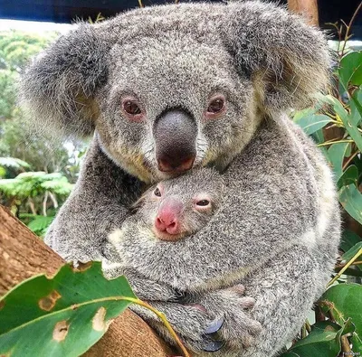 Портрет коалы в дереве стоковое фото. изображение насчитывающей коала -  189637992