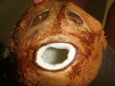 Урбеч из мякоти кокоса без сахара Мералад, кокосовая паста 1 кг. - купить с  доставкой по выгодным ценам в интернет-магазине OZON (175413697)