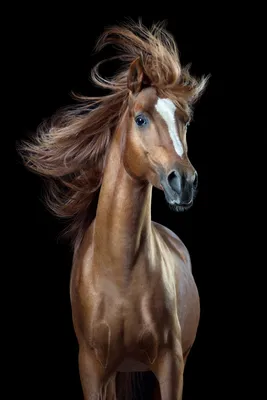 Картинки коней фотографии