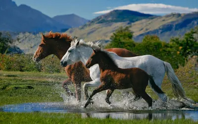 Зачем валять коней? Невыясненный вопрос | Пикабу