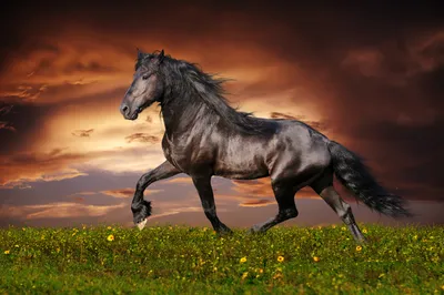 Кони и лошади — фотографии с большим разрешением — Abali.ru