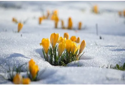 Конец зимы начало весны (58 фото) - 58 фото