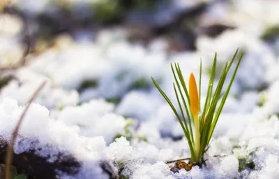 Конец Зимы Начало Весны — стоковые фотографии и другие картинки Без людей -  Без людей, Берег озера, Весна - iStock
