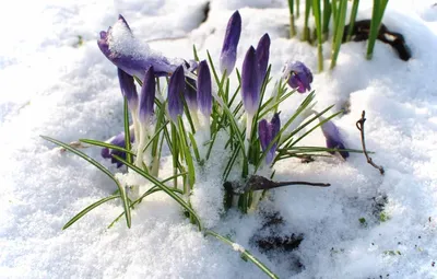 Конец зимы, весны начало, Так лишь бывает в феврале» картина Амельковой  Нинели — купить на ArtNow.ru