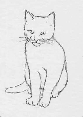 Кошка рисунок карандашом легкий - 82 фото