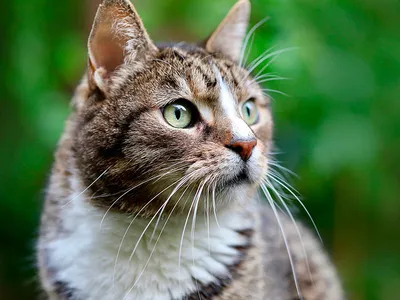 Кошачьи секреты: кошки используют около трёх сотен выражений лица для  общения между собой / Оффтопик / iXBT Live