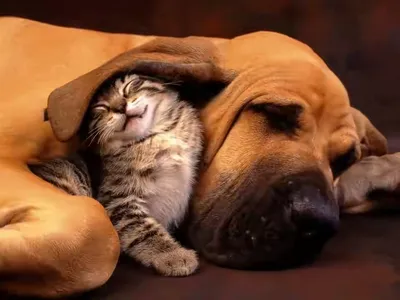 Дружба кошек и собак | Пикабу