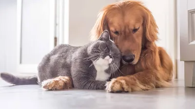 Дружба и мир между кошкой с собакой | Dog cat, Golden retriever, Pet owners