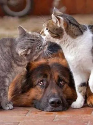Картинки кошки и собаки дружба фотографии