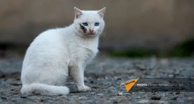 Трогательная дружба мамы-кошки, котят и собаки покорила Сеть (ВИДЕО):  читать на Golos.ua