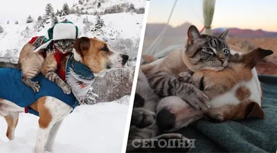 Кошка и собака дружба | Премиум Фото