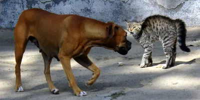 Кошки и собаки лучшие друзья человека, но также порой и лучшие друзья друг  друга, хоть принято считать что враги. Это оче… | Котопес, Самые милые  животные, Животные