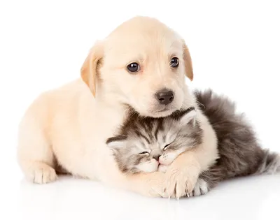 Собаки и котята стоковое фото. изображение насчитывающей кокерспаниель -  51475368