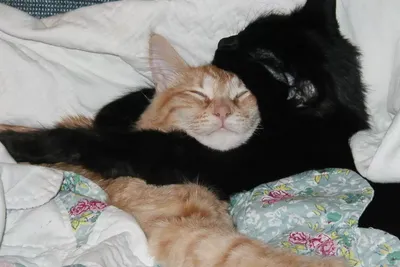 Картинки - Кот и кошка обнимаются