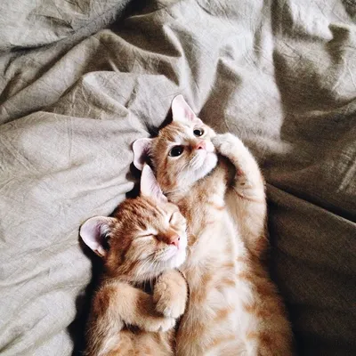 Учимся обниматься у кошек » 24Warez.ru - Эксклюзивные НОВИНКИ и РЕЛИЗЫ