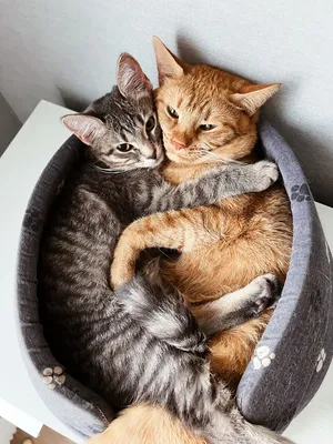 Котики обнимаются | Animals, Cats
