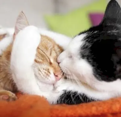 рыжий котёнок на диване под вязанным одеялом. две кошки обнимаются и  обнимаются. домашнее животное. сон и удобный сон. Стоковое Фото -  изображение насчитывающей котенок, кошачий: 270441290