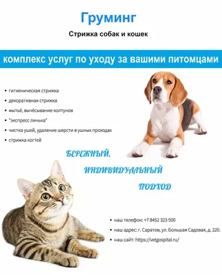 Офтальмосан капли глазные для кошек и собак 15 мл - купить в Новосибирске  по цене от 304 рубля в интернет-магазине Мокрый Нос с доставкой