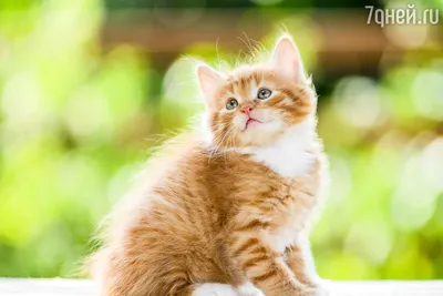 Депрессия у кошек - симптомы и причины | Новости РБК Украина