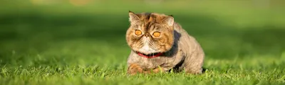 Как назвать кота: самые оригинальные и запоминающиеся имена - 7Дней.ру