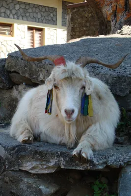 Над популяцией безоаровых козлов в Дагестане нависла угроза полного  истребления | Информационный портал РИА \"Дагестан\"