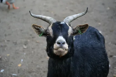 Животное коза с крутыми рогами и длинной шерстью отдыха стоковое фото  ©Artex67 145930061