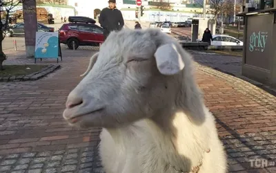 Пасущиеся на клумбе у московской многоэтажки козы возмутили пользователей  сети - Мослента