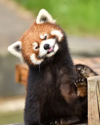 Красная панда Красная панда стоит на своих задних ногах Крупный план красной  панды Стоковое Фото - изображение насчитывающей позвоночный, прелестное:  107807056