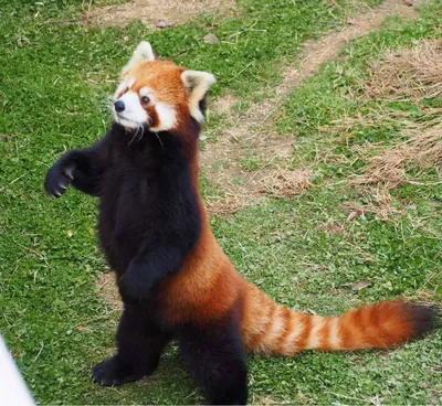 маленькая красная панда детеныш: 7 тыс изображений найдено в  Яндекс.Картинках | Red panda cute, Cute baby animals, Cute animal photos