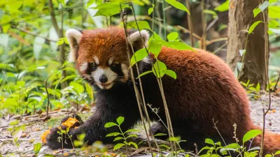 Красные панды в восточных Гималаях и на юго-западе Китае могут быть  представителями двух отдельных видов - исследование_Russian.news.cn