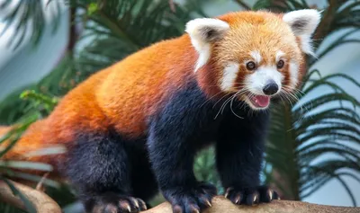 Красная панда (лат. Ailurus fulgens) , фотографии красной или малой панды