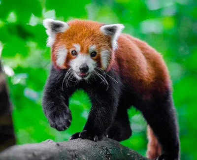 В Праге появился на свет детеныш крайне редкой красной панды - Российская  газета