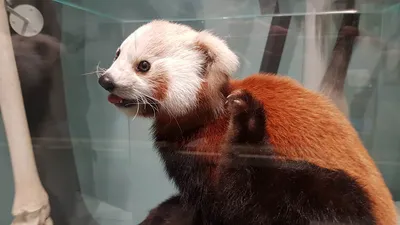 Воплощение мечты о выходных»: в Московском зоопарке показали отдых красной  панды