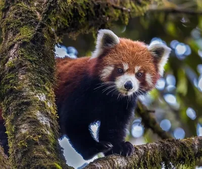 Irentoys: Красная панда