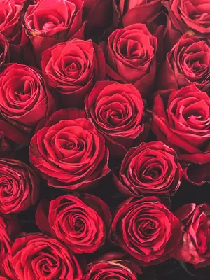 Картинки красные розы на телефон фотографии