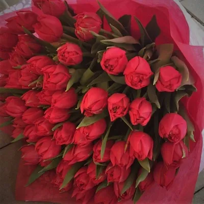 Красные тюльпаны в Ливнах