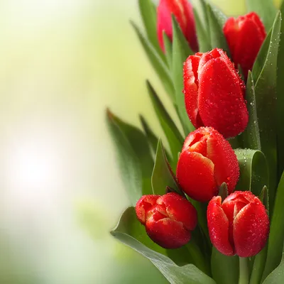 Красные тюльпаны в коробке - купить в Москве по отличной цене с недорогой  доставкой в цветочном магазине BotanicaLab