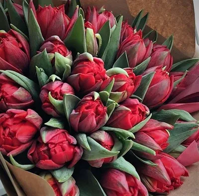 Красные тюльпаны поштучно от 34 руб./шт. Купить цветы.
