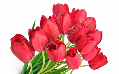 красные эстетичные тюльпаны | Тюльпаны, Цветочные ящики, Красивые цветы