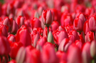 Красные тюльпаны купить в Краснодаре с доставкой