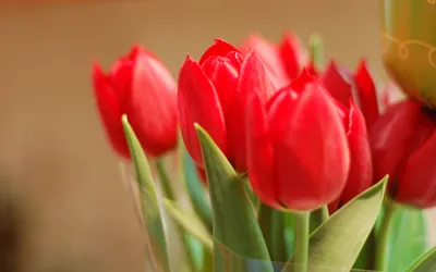 Красные тюльпаны купить в Краснодаре с доставкой