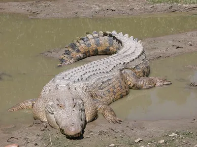 Крокодилы — Википедия