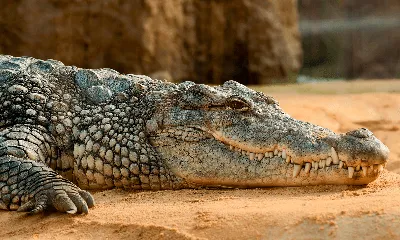 Современные крокодилы продолжают быстро эволюционировать / Хабр