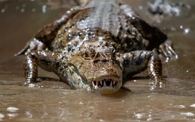 Более половины крокодилов попали под угрозу исчезновения | РБК Life
