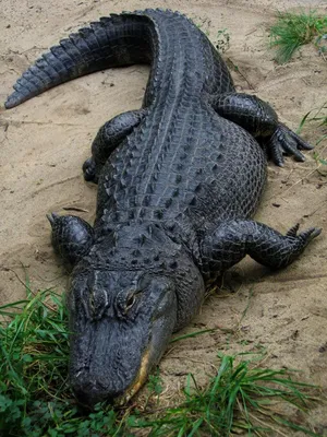 Какого цвета крокодил? | Пикабу