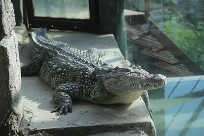 Дениска отмечает Всемирный день крокодила | \"Прибой\" – новости Геленджика  сегодня