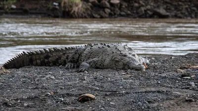 Непорочное зачатие\": самка крокодила забеременела без партнера | Euronews