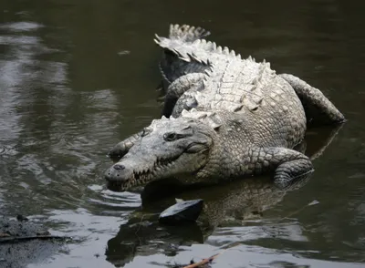 Статуэтка \"Крокодил\" - купить в Москве - низкие цены